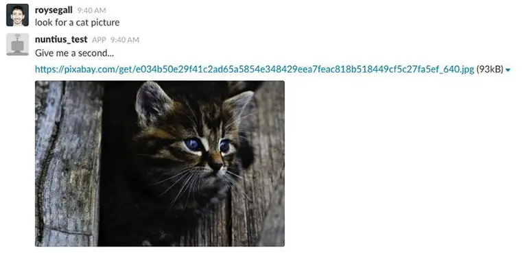 An embedded kitten image.